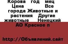 Корова 1 год 4 мец › Цена ­ 27 000 - Все города Животные и растения » Другие животные   . Ненецкий АО,Красное п.